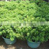 Aglaia Odorata Ornamental Plants thumbnail-2
