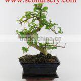 Ligustrum 15cm Art thumbnail-1