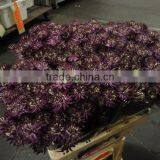 Astrantia thumbnail-1