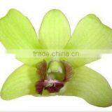 Thailand Top Quality D-015 Dendrobium Burana Jade Orchid thumbnail-1