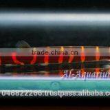 Giant Coolie Loach Fish / Aquarium Fish Farm thumbnail-6