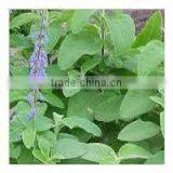 Coleus Forskohlii Extract thumbnail-4