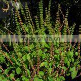 Ocimum Sanctum Extract thumbnail-3