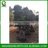 Ficus Microcarpa Bonsai 2.5m (3) thumbnail-2