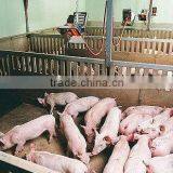 Infrared Catalyst Gas Heater for Poultry Farm (HD2606) thumbnail-5