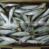 Whole Round BQF Frozen Fish Sardine Fish thumbnail-1