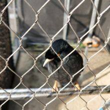 Architectural Grade 304L Stainless Steel Rope Mesh - Plain Weave Design thumbnail-2