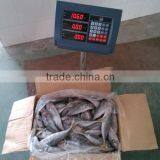 Horse Mackerel Fish Whole Round