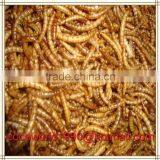 Wholesale Dried Mealworm Birds Factories thumbnail-5