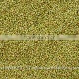 Coriander Seeds thumbnail-1