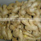 Fresh Air Dried Ginger thumbnail-3