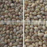 Bean Color Selecting Machine thumbnail-3