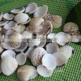 Natural Decotative Semicassis Inornata Seashell for Sale thumbnail-2