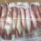 Sea Frozen Loligo Chinensis ,for Italy ,Greece et ,EU Market thumbnail-5