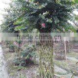 Lagerstroemia Indica Bottle Gourd and Cage Shape Trees thumbnail-5