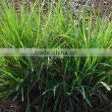 Palmarosa Oil thumbnail-3