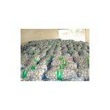 Red Garlic From China thumbnail-2