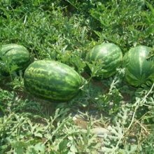 RF Oblong Shape Seedless Watermelon Seeds