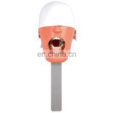 Cheap Price Stainless Steel Dental Phantom Head for Dental Teaching thumbnail-5