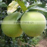 Fresh Pomelo Best Price From Vietnam