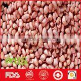 Peanut Kernel in Red Shell for Wholesale thumbnail-6