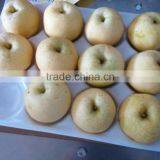 Fresh Pear 2016 Crop thumbnail-4