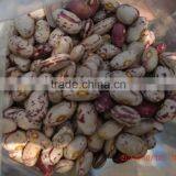 FULL OF SPECKLED KIDNEY BEANS FROM CHINA thumbnail-1