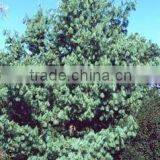 Pinus Wallichiana Plant