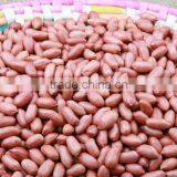 Roasted Groundnut in Shell (Large Size) thumbnail-3
