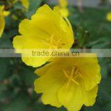 Plant Oil Supplement Evening Primrose Oil (GLA:9-10%) With FDA Certificate thumbnail-2