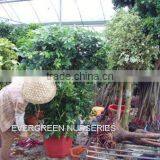Schefflera Heptaphylla