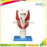 3 Times Handmade Plastic Anatomical Throat Model thumbnail-1
