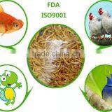 Organic Fish Food Mealworms, Pigeon Feed thumbnail-1