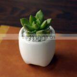 Zakka Indoor Mini Tooth-shaped Ceramic White Flower Pot for Succulents thumbnail-3