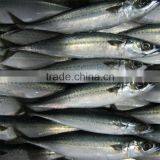 Frozen Fish Mackerel Cheap Prices With Delivery More Quickly thumbnail-1