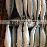 Frozen FIsh Mackerel Fish thumbnail-1