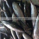 Whole Round Frozen Bonito Tuna thumbnail-2