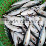 Frozen Pacific Mackerel Fish Good Quality thumbnail-5