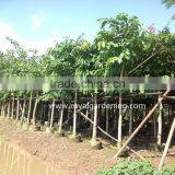 Lagerstroemia Speciosa Dia 6-20cm Landscaping Tree