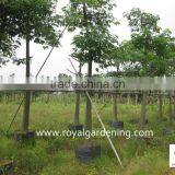 Chorisia.speciosa Outdoor Trees