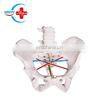 HC-S342 Medical Science Teaching Model Human Skeleton Pelvic Anatomy Teaching Model thumbnail-2