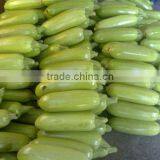 Planting Hybrid Squash Wholesale Vegetable Seeds