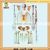 High Quality Medical Detachable Human Skeleton Bone Teaching Model thumbnail-1