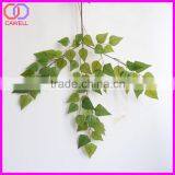 Botanical Names of Leaves,ficus Artificial