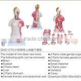45cm Human Anatomy Torso Model