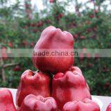198# Huaniu Apple thumbnail-4