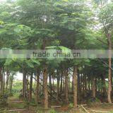 Jacaranda Mimosifolia thumbnail-2