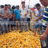 ISO9001 Certificate High Quality Corn Combine Harvesting Machine thumbnail-2