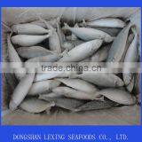 Good Quality Frozen Horse Mackerel Fish thumbnail-1