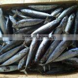 Land Frozen Fish 150g/250g Bonito Tuna for Sale thumbnail-1